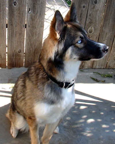 german shepherd husky hybrid