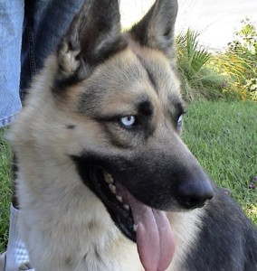 german shepherd mixed with husky price