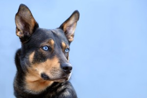 german shepherd husky mix with blue eyes