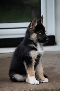 shepsky dog breed